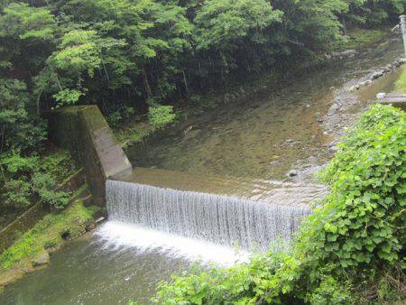 狩野川（狩野川漁業協同組合） 釣果