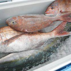 こうゆう丸 釣果