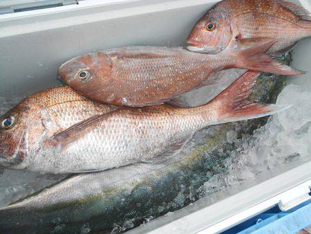 こうゆう丸 釣果