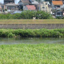 狩野川(狩野川漁業協同組合) 釣果