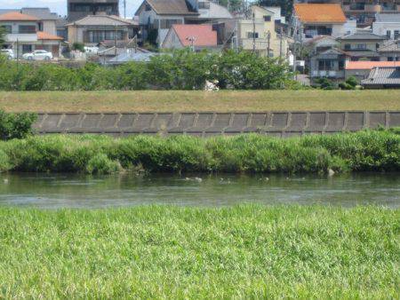 狩野川（狩野川漁業協同組合） 釣果