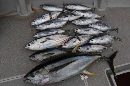 へいみつ丸 釣果