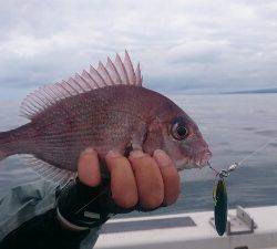 IDATEN(イダテン) 釣果