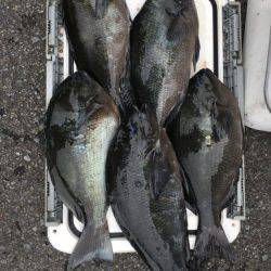 鵜来島家本渡船 釣果