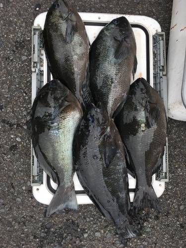 鵜来島家本渡船 釣果