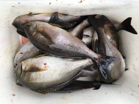 鵜来島家本渡船 釣果