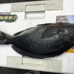 鵜来島家本渡船 釣果