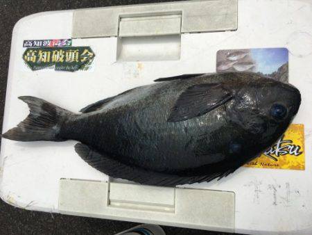 鵜来島家本渡船 釣果