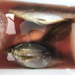 鵜来島家本渡船 釣果