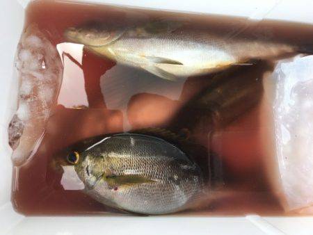 鵜来島家本渡船 釣果