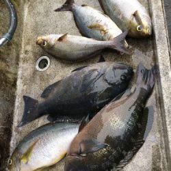 鵜来島家本渡船 釣果
