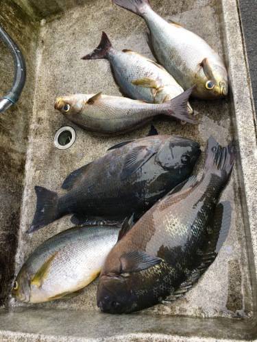 鵜来島家本渡船 釣果