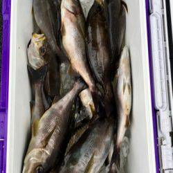 鵜来島家本渡船 釣果