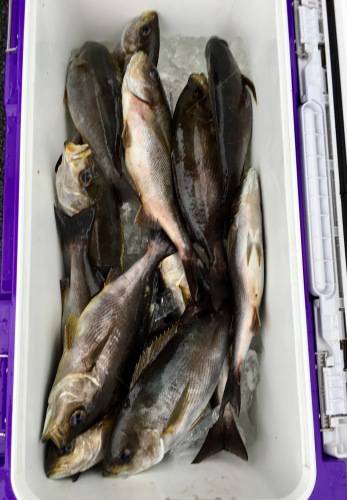 鵜来島家本渡船 釣果