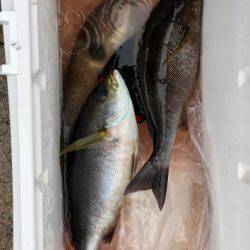 鵜来島家本渡船 釣果