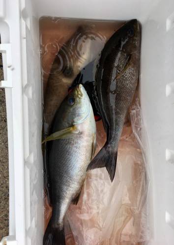 鵜来島家本渡船 釣果