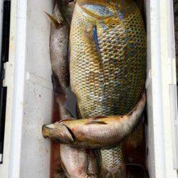 鵜来島家本渡船 釣果