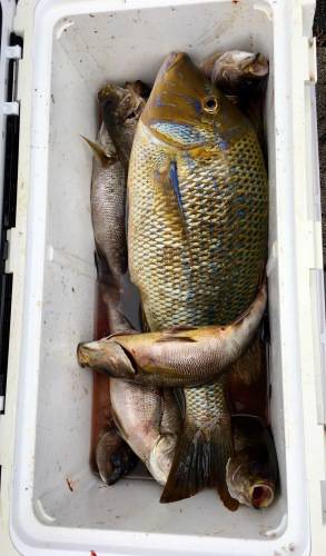 鵜来島家本渡船 釣果