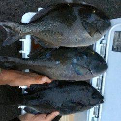 鵜来島家本渡船 釣果