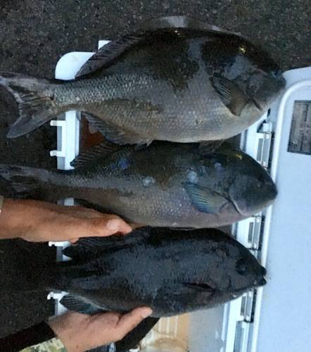 鵜来島家本渡船 釣果