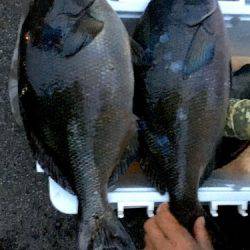 鵜来島家本渡船 釣果