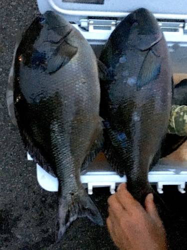 鵜来島家本渡船 釣果