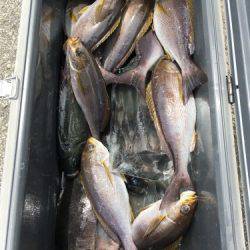 鵜来島家本渡船 釣果