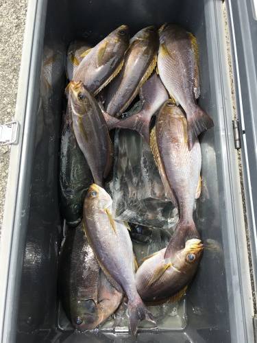 鵜来島家本渡船 釣果