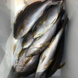 鵜来島家本渡船 釣果