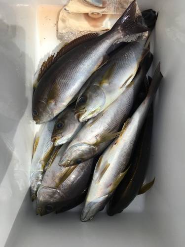 鵜来島家本渡船 釣果