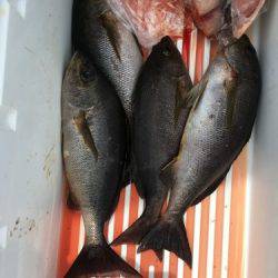 鵜来島家本渡船 釣果