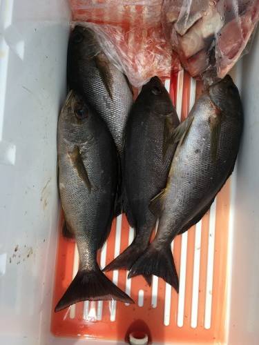 鵜来島家本渡船 釣果