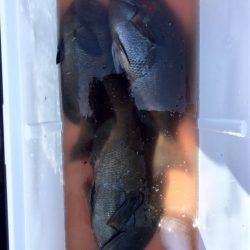 鵜来島家本渡船 釣果