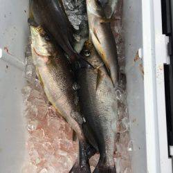 鵜来島家本渡船 釣果