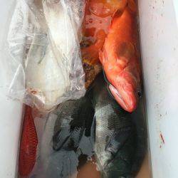 鵜来島家本渡船 釣果