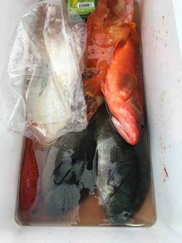 鵜来島家本渡船 釣果