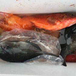 鵜来島家本渡船 釣果