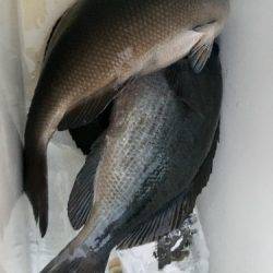 鵜来島家本渡船 釣果