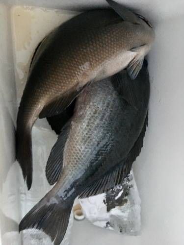 鵜来島家本渡船 釣果