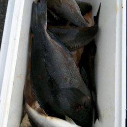 鵜来島家本渡船 釣果