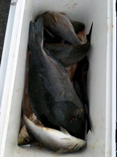 鵜来島家本渡船 釣果