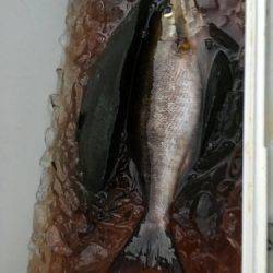 鵜来島家本渡船 釣果