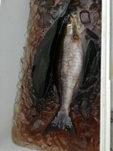 鵜来島家本渡船 釣果