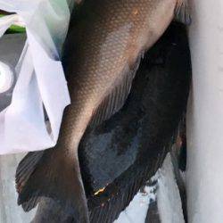 鵜来島家本渡船 釣果