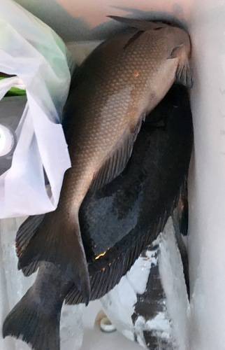 鵜来島家本渡船 釣果