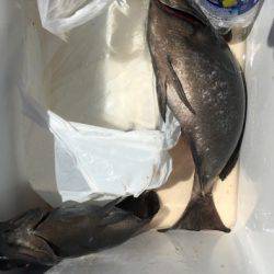 鵜来島家本渡船 釣果