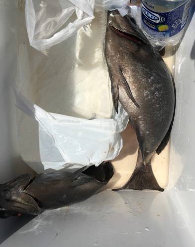 鵜来島家本渡船 釣果