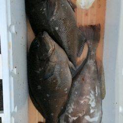 鵜来島家本渡船 釣果