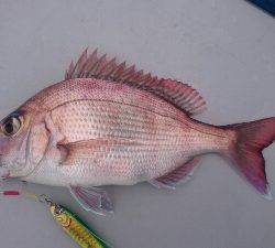 IDATEN(イダテン) 釣果