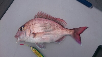 IDATEN(イダテン) 釣果